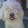 Chuo